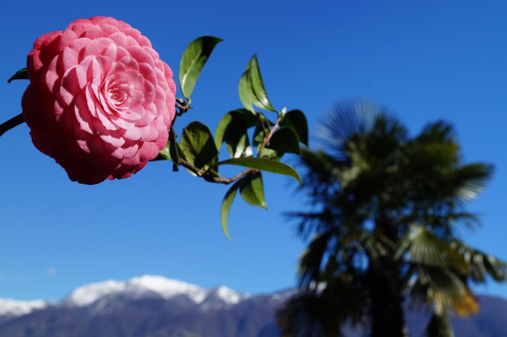 Casa Eva Διαμέρισμα Ronco sopra Ascona Εξωτερικό φωτογραφία